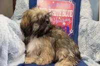 Romeo, a male Lhasa Apso for sale in Buffalo, MO – 4 of 6