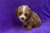 Opal, a female Poodle - Toy  for sale in Buffalo, MO – 3 of 5