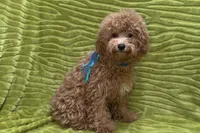 Maggie, a female Poodle - Toy  for sale in Buffalo, MO – 4 of 9
