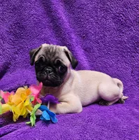 Bailey, a female Pug for sale in Buffalo, MO – 5 of 9