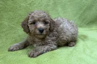 Outlaw, a male Poodle - Toy  for sale in Buffalo, MO – 4 of 4