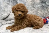 Maggie, a female Poodle - Toy  for sale in Buffalo, MO – 5 of 5
