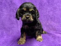 Cora, a female Cocker Spaniel for sale in Buffalo, MO – Photo 5 of 7