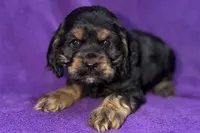 Cora, a female Cocker Spaniel for sale in Buffalo, MO – Photo 1 of 7
