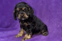 Cora, a female Cocker Spaniel for sale in Buffalo, MO – Photo 3 of 7