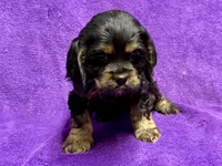 Cora, a female Cocker Spaniel for sale in Buffalo, MO – Photo 6 of 7