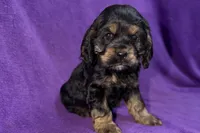 Cora, a female Cocker Spaniel for sale in Buffalo, MO – Photo 7 of 7