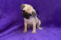 Juniper, a female Pug for sale in Buffalo, MO – 2 of 6