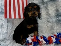 Stella, a female Cocker Spaniel for sale in Buffalo, MO – 2 of 7