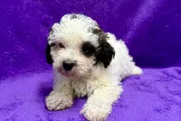 Lil Dixie, a female Poodle - Toy  for sale in Buffalo, MO – 9 of 9