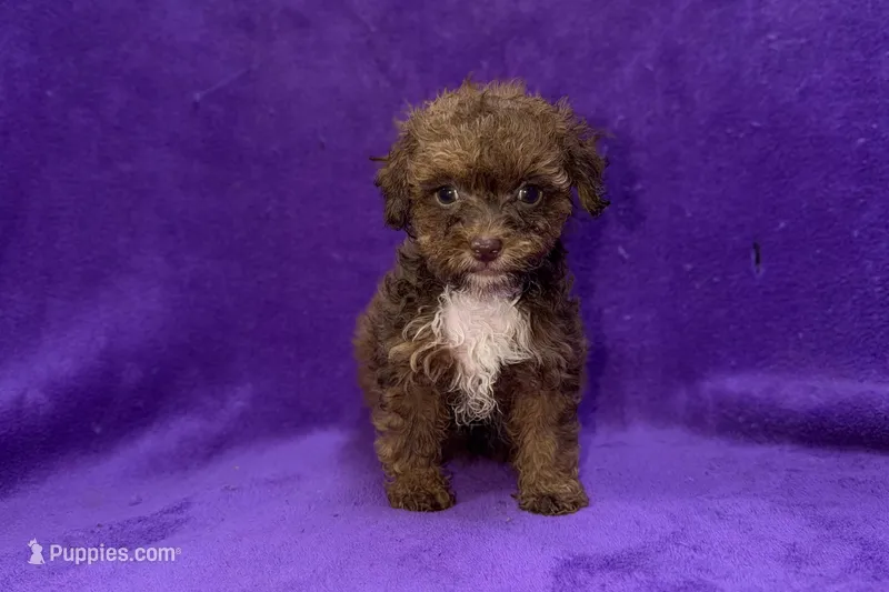 Onyx – Poodle - Toy  puppy for sale in Buffalo, MO