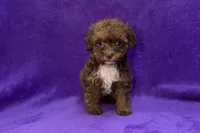 Onyx, a female Poodle - Toy  for sale in Buffalo, MO – 1 of 5
