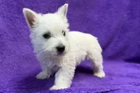 Laney, a female West Highland White Terrier for sale in Buffalo, MO – 2 of 6