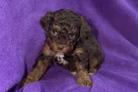 Olivia, a female Poodle - Toy  for sale in Buffalo, MO – Photo 8 of 8