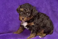 Olivia, a female Poodle - Toy  for sale in Buffalo, MO – Photo 1 of 8