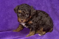 Olivia, a female Poodle - Toy  for sale in Buffalo, MO – Photo 7 of 8