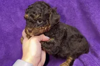 Olivia, a female Poodle - Toy  for sale in Buffalo, MO – Photo 4 of 8