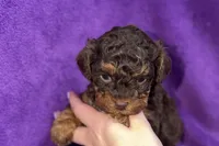 Olivia, a female Poodle - Toy  for sale in Buffalo, MO – Photo 3 of 8