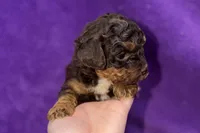 Olivia, a female Poodle - Toy  for sale in Buffalo, MO – Photo 5 of 8