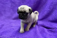Jaley, a female Pug for sale in Buffalo, MO – 4 of 5