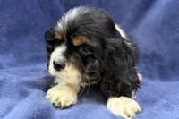 Casper, a male Cocker Spaniel for sale in Buffalo, MO – 3 of 7