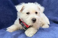 Ranger, a male West Highland White Terrier for sale in Buffalo, MO – 2 of 4