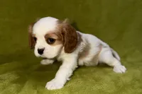 Titus, a male Cavalier King Charles Spaniel for sale in Buffalo, MO – 4 of 6