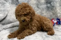 Maggie, a female Poodle - Toy  for sale in Buffalo, MO – 4 of 5