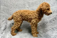 Maggie, a female Poodle - Toy  for sale in Buffalo, MO – 6 of 8