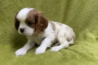Luke, a male Cavalier King Charles Spaniel for sale in Buffalo, MO – 5 of 6
