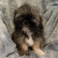 Millie, a female Lhasa Apso for sale in Buffalo, MO – Photo 2 of 2