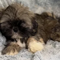 Millie, a female Lhasa Apso for sale in Buffalo, MO – Photo 1 of 2