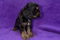 Sadie, a female Cocker Spaniel for sale in Buffalo, MO – Photo 6 of 9