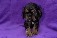 Sadie, a female Cocker Spaniel for sale in Buffalo, MO – Photo 4 of 9