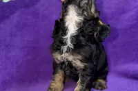 Sadie, a female Cocker Spaniel for sale in Buffalo, MO – Photo 2 of 9