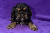 Sadie, a female Cocker Spaniel for sale in Buffalo, MO – Photo 5 of 9