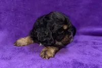 Sadie, a female Cocker Spaniel for sale in Buffalo, MO – Photo 7 of 9