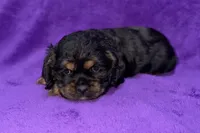 Sadie, a female Cocker Spaniel for sale in Buffalo, MO – Photo 9 of 9