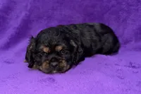 Sadie, a female Cocker Spaniel for sale in Buffalo, MO – Photo 8 of 9