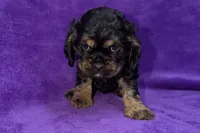 Sadie, a female Cocker Spaniel for sale in Buffalo, MO – Photo 3 of 9