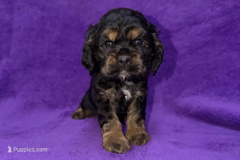Sadie – Cocker Spaniel puppy for sale in Buffalo, MO