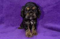 Sadie, a female Cocker Spaniel for sale in Buffalo, MO – Photo 1 of 9