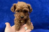 Bruno , a male Poodle - Toy  for sale in Buffalo, MO – Photo 2 of 6