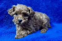 Bruno , a male Poodle - Toy  for sale in Buffalo, MO – Photo 3 of 6