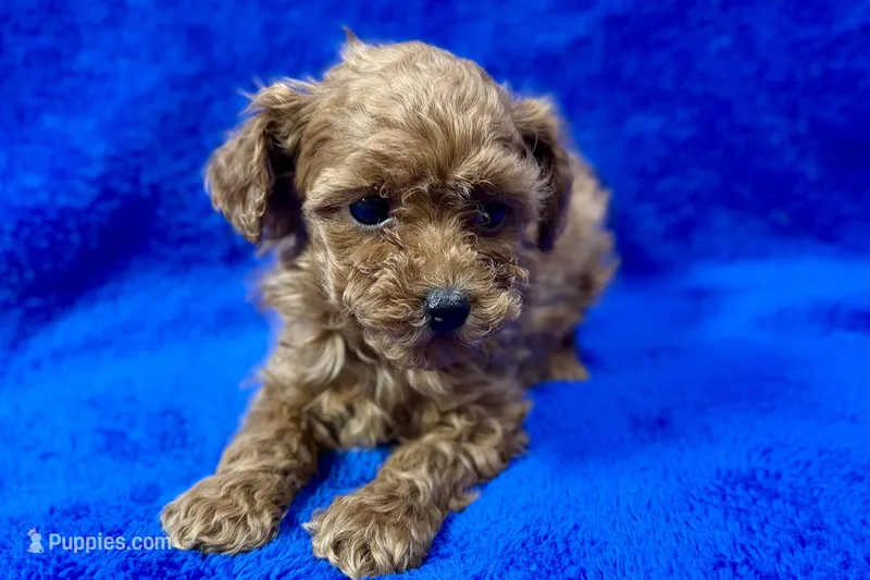 Bruno  – Poodle - Toy  puppy for sale in Buffalo, MO