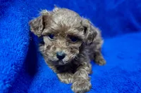 Bruno , a male Poodle - Toy  for sale in Buffalo, MO – Photo 4 of 6