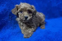 Bruno , a male Poodle - Toy  for sale in Buffalo, MO – Photo 6 of 6
