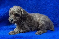 Bruno , a male Poodle - Toy  for sale in Buffalo, MO – Photo 5 of 6