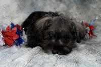 Olive - AKC, a female Miniature Schnauzer for sale in Buffalo, MO – 2 of 6
