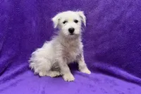 Peaches, a female West Highland White Terrier for sale in Buffalo, MO – 7 of 7